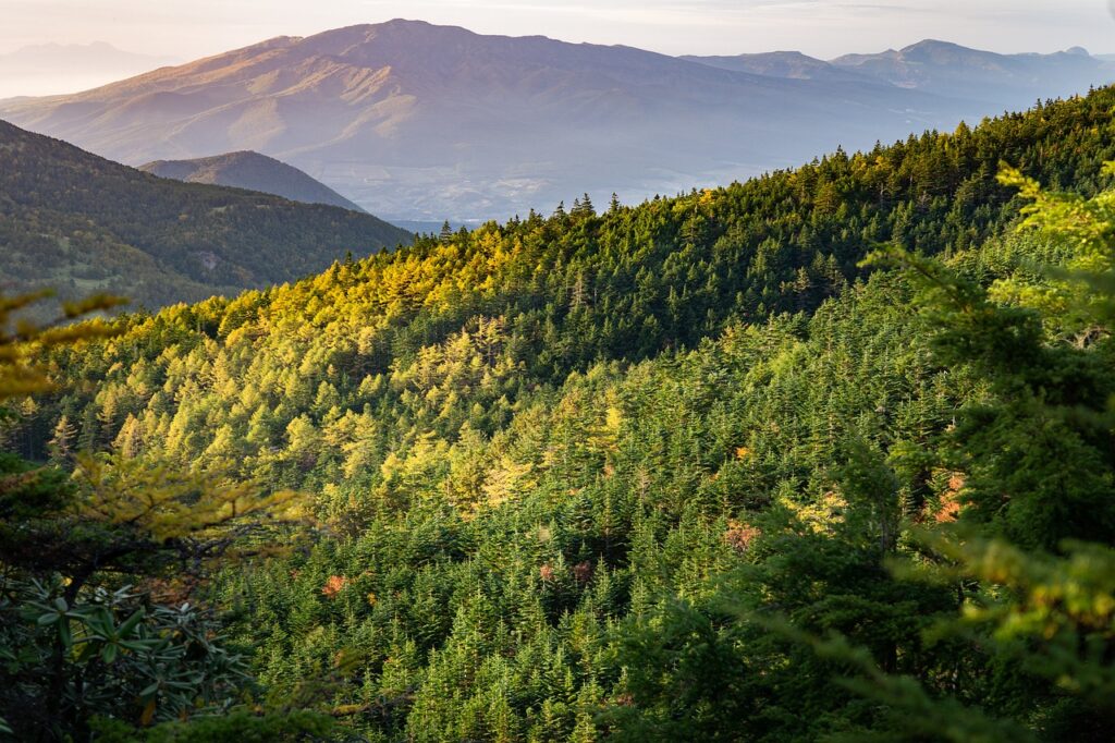 mountain, sunset, forest-6827881.jpg